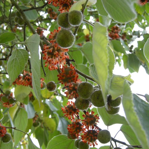 Paper Mulberry