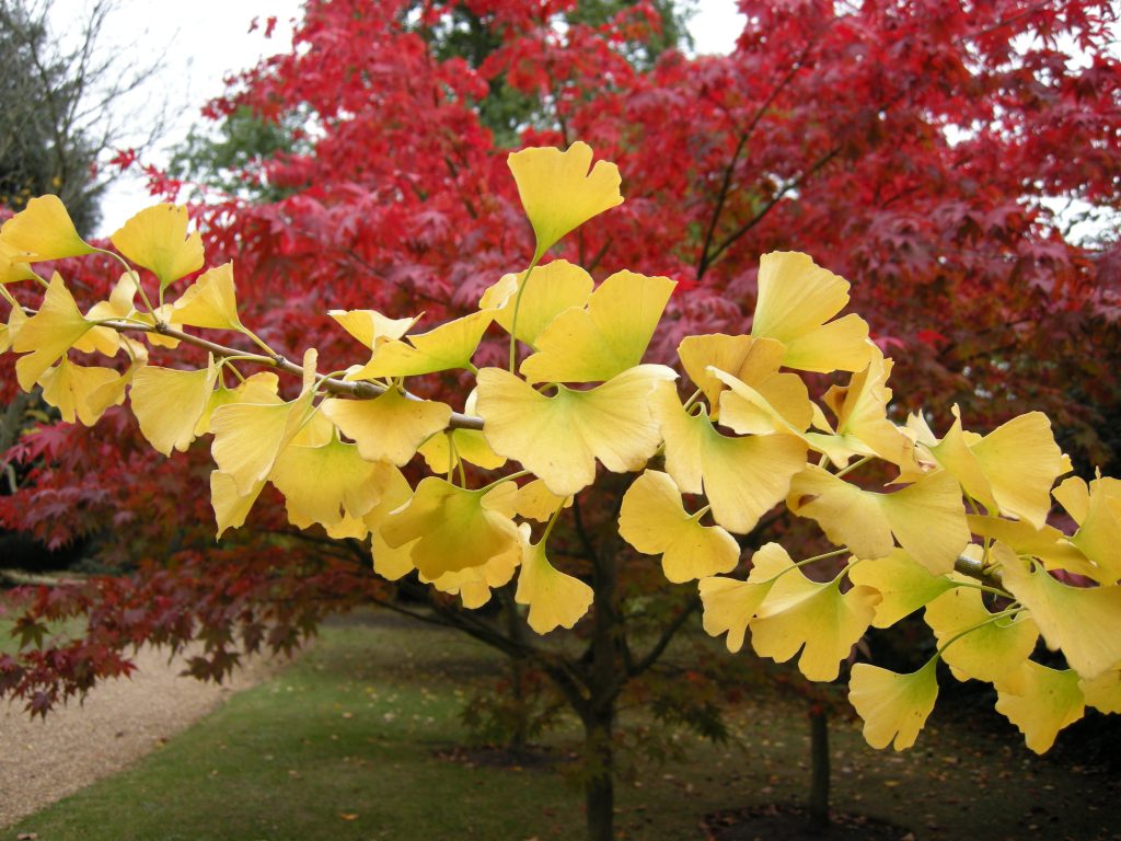 Striking yellow fan-shaped leaves of the ginkgo tree against red maple trees.
