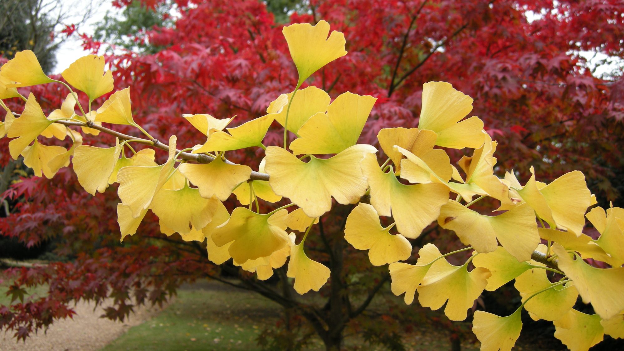 Yellow Gingko biloba leaves in autumn against a background of red leaved trees.