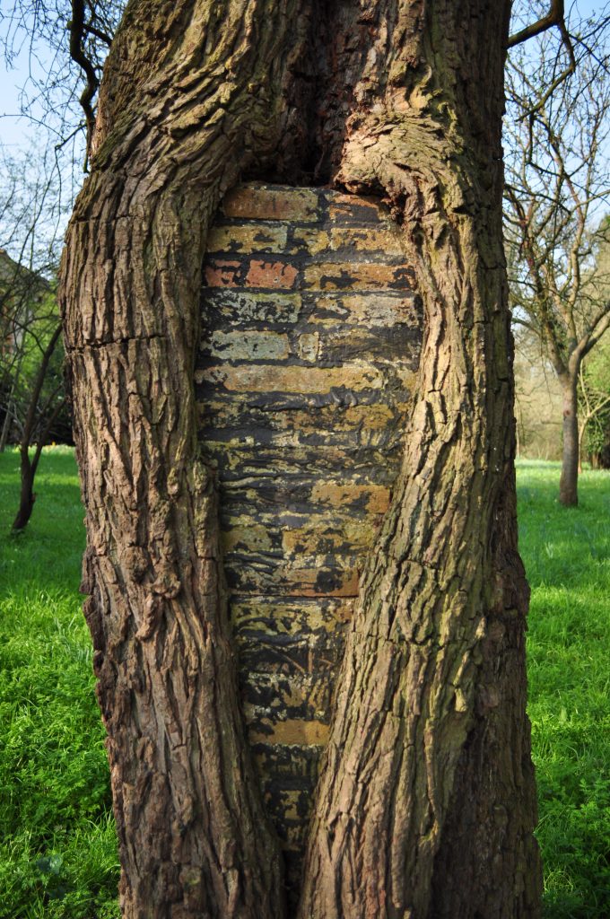 Bricks placed inside a wild pear tree.