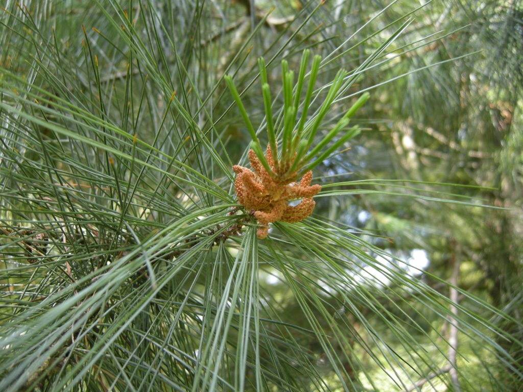 Pinus x holfordiana, showing new growth.