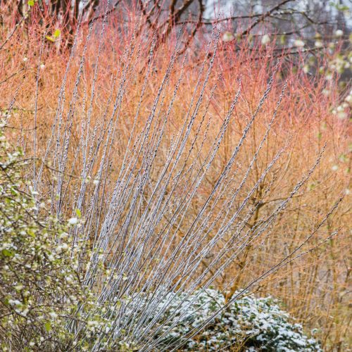 Top 10 plants for winter interest