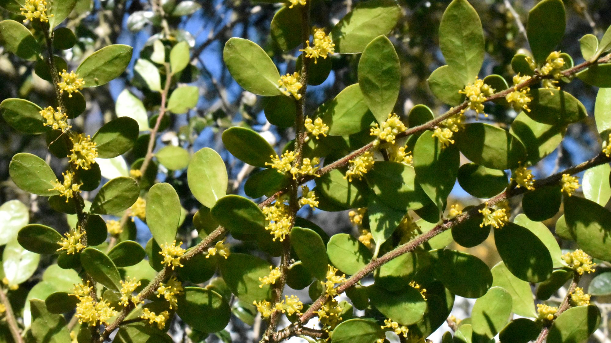 Minute yellow flowers nestled amongst small evergreen leaves.