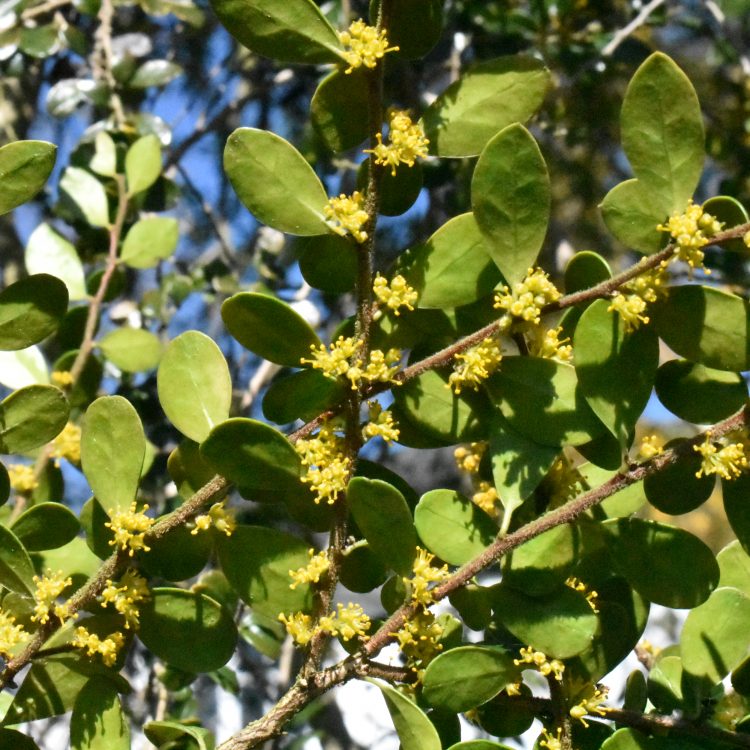 Azara microphylla