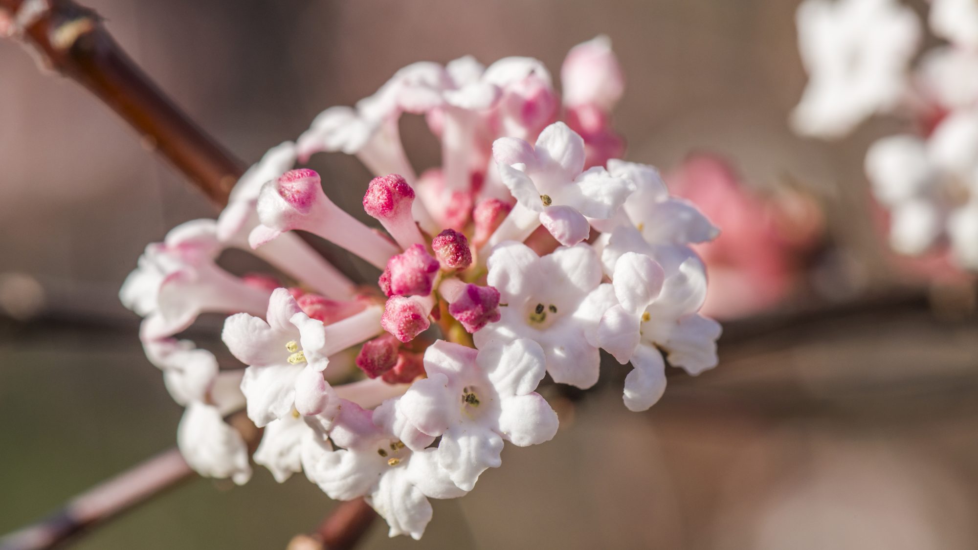 Small pink blossoms grow from a brown branch.