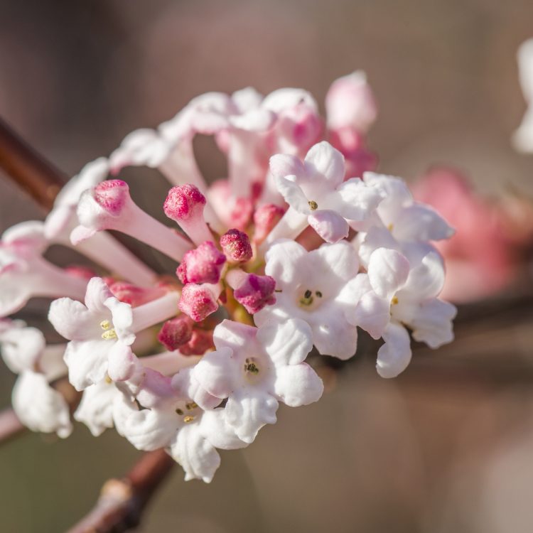 CUBG Friends membership offer for members of the Wildlife Trust BCN