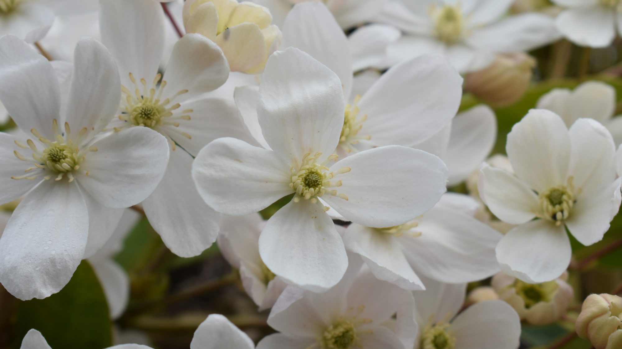 Clematis armandii
