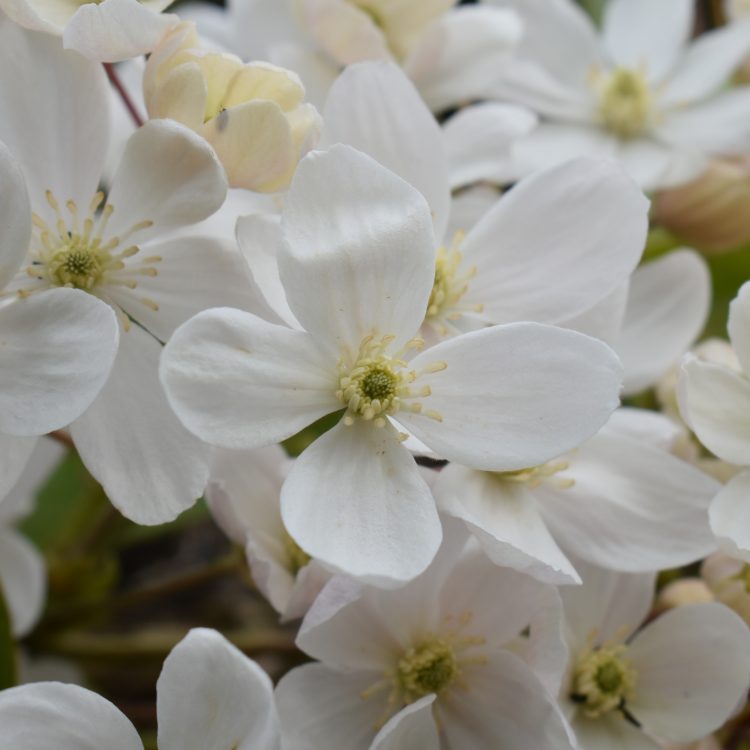 Clematis armandii