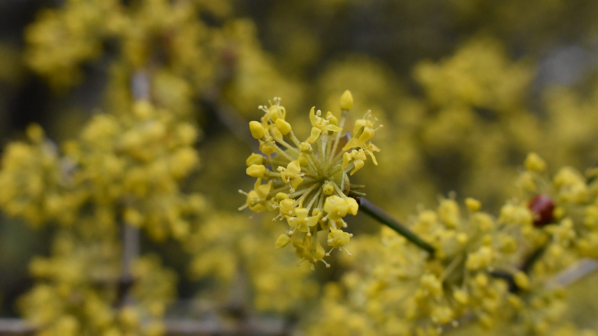 Cornus mas