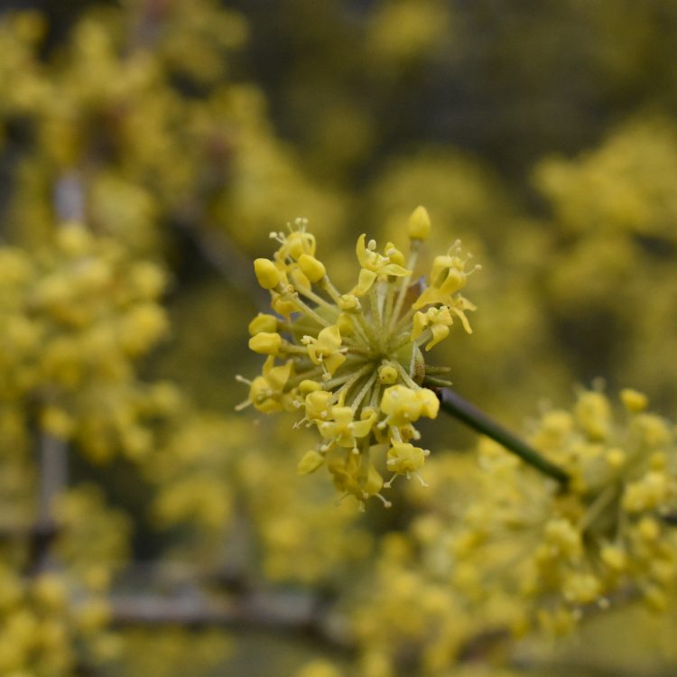 Cornus mas