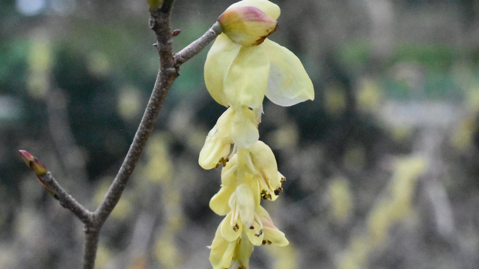 Corylopsis spicata