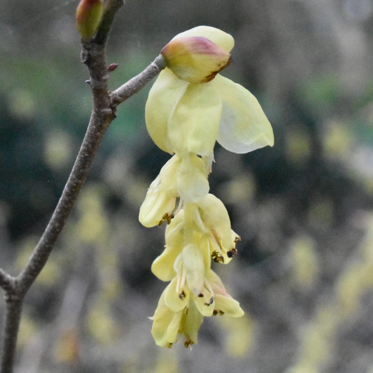 Corylopsis spicata