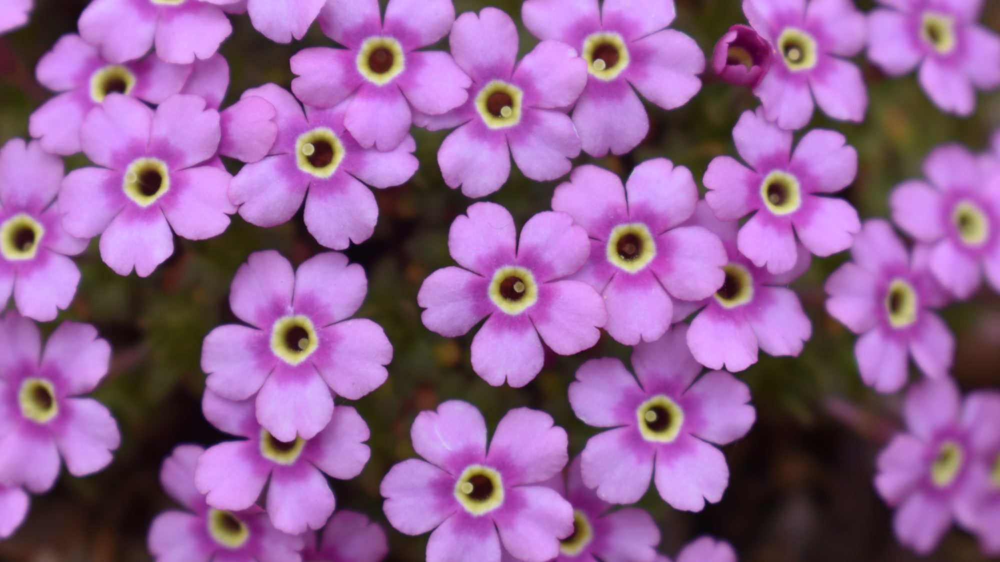 Dionysia freitagii