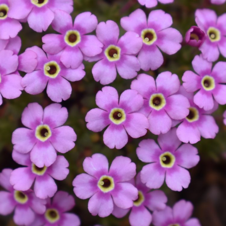 Dionysia freitagii