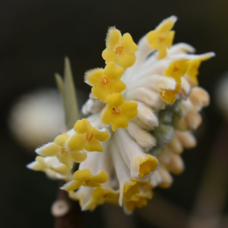 Edgeworthia chrysantha ‘Grandiflora’