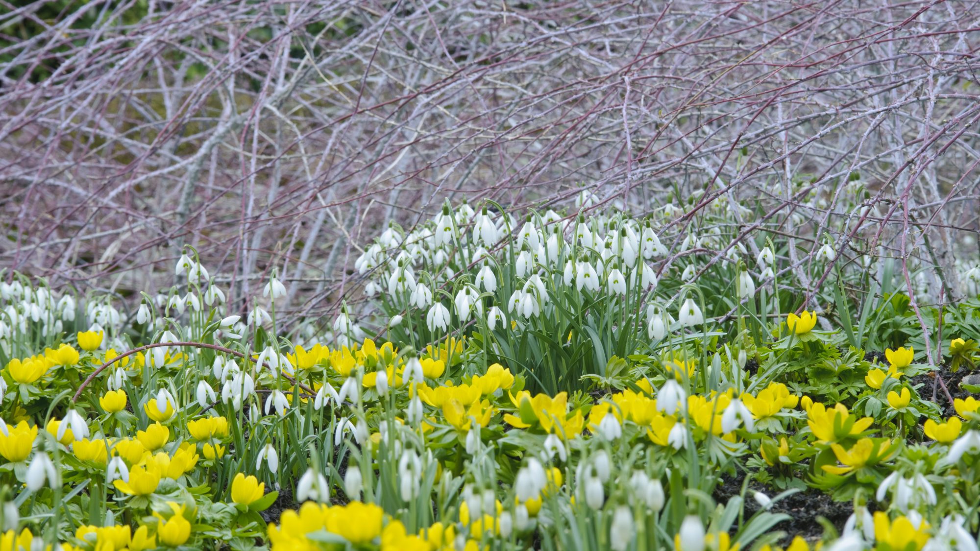 Snowdrops and winter aconites.