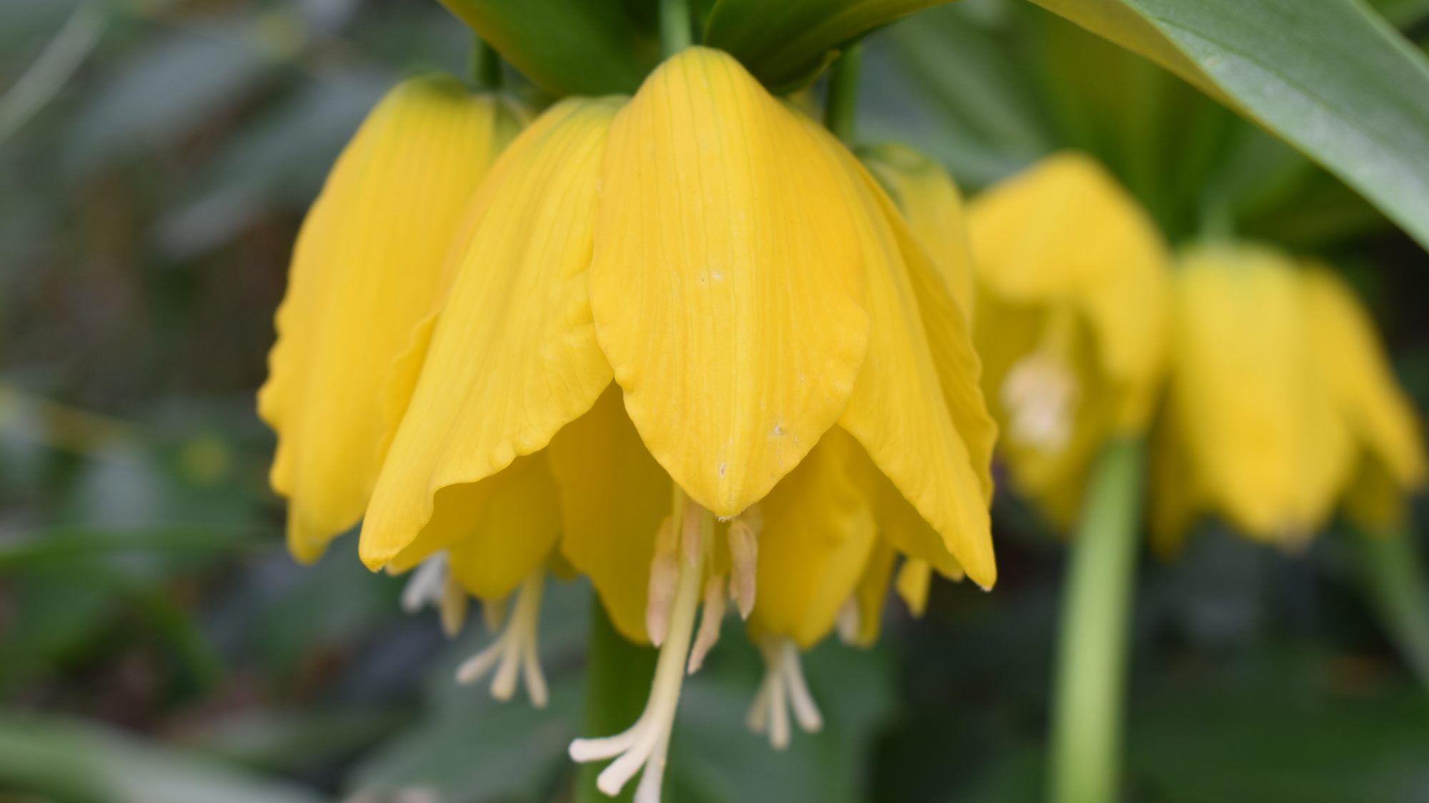 Fritillaria imperialis 'Lutea'