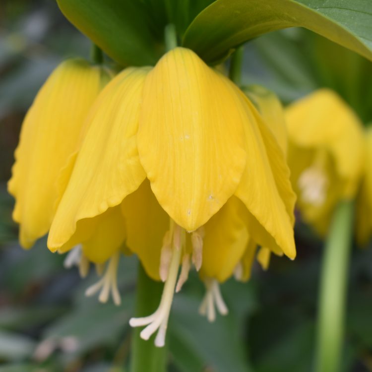 Fritillaria imperialis ‘Lutea’