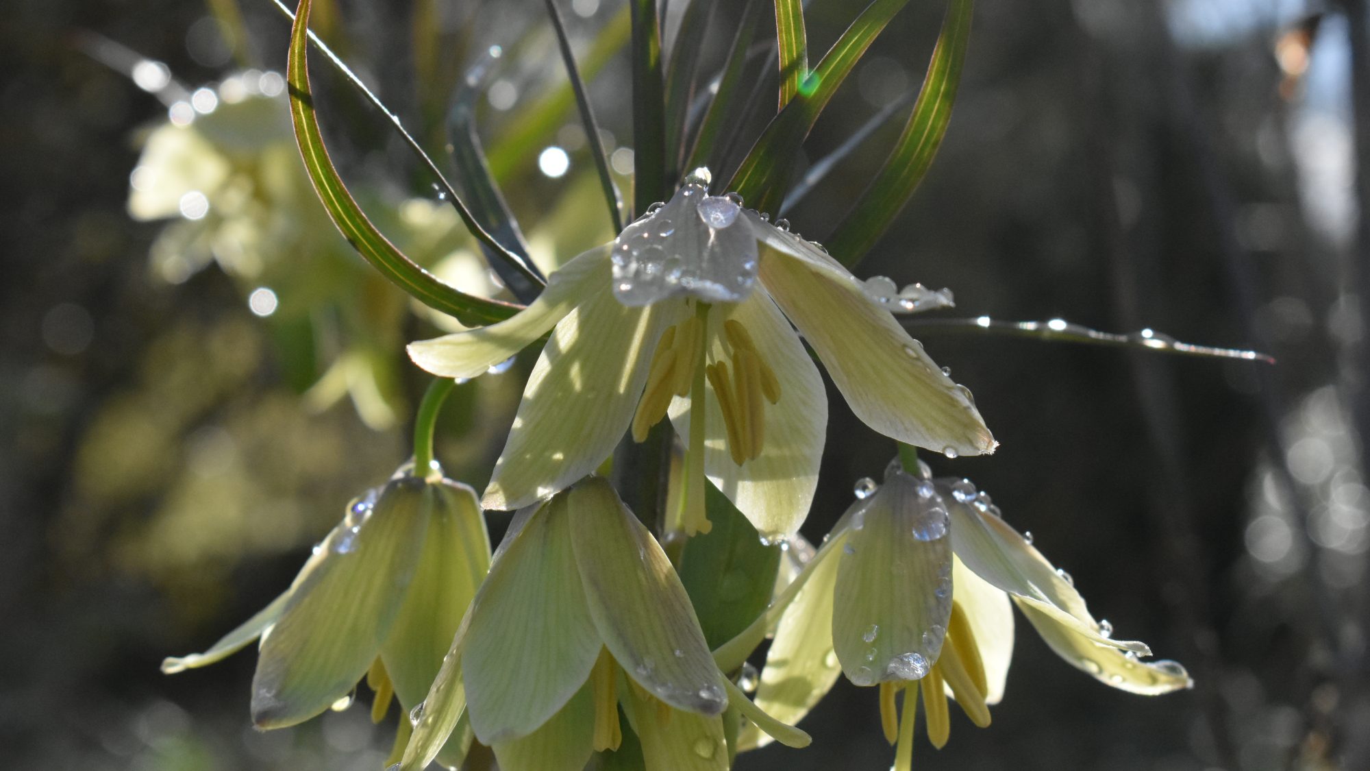 Fritillaria raddeana