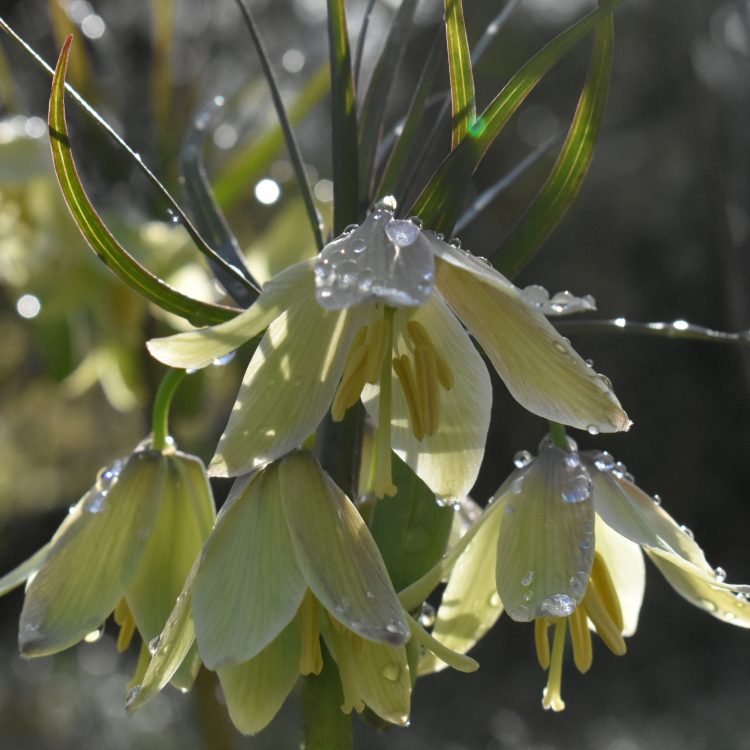 Fritillaria raddeana