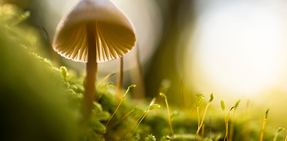 Pale brown mushroom on green moss