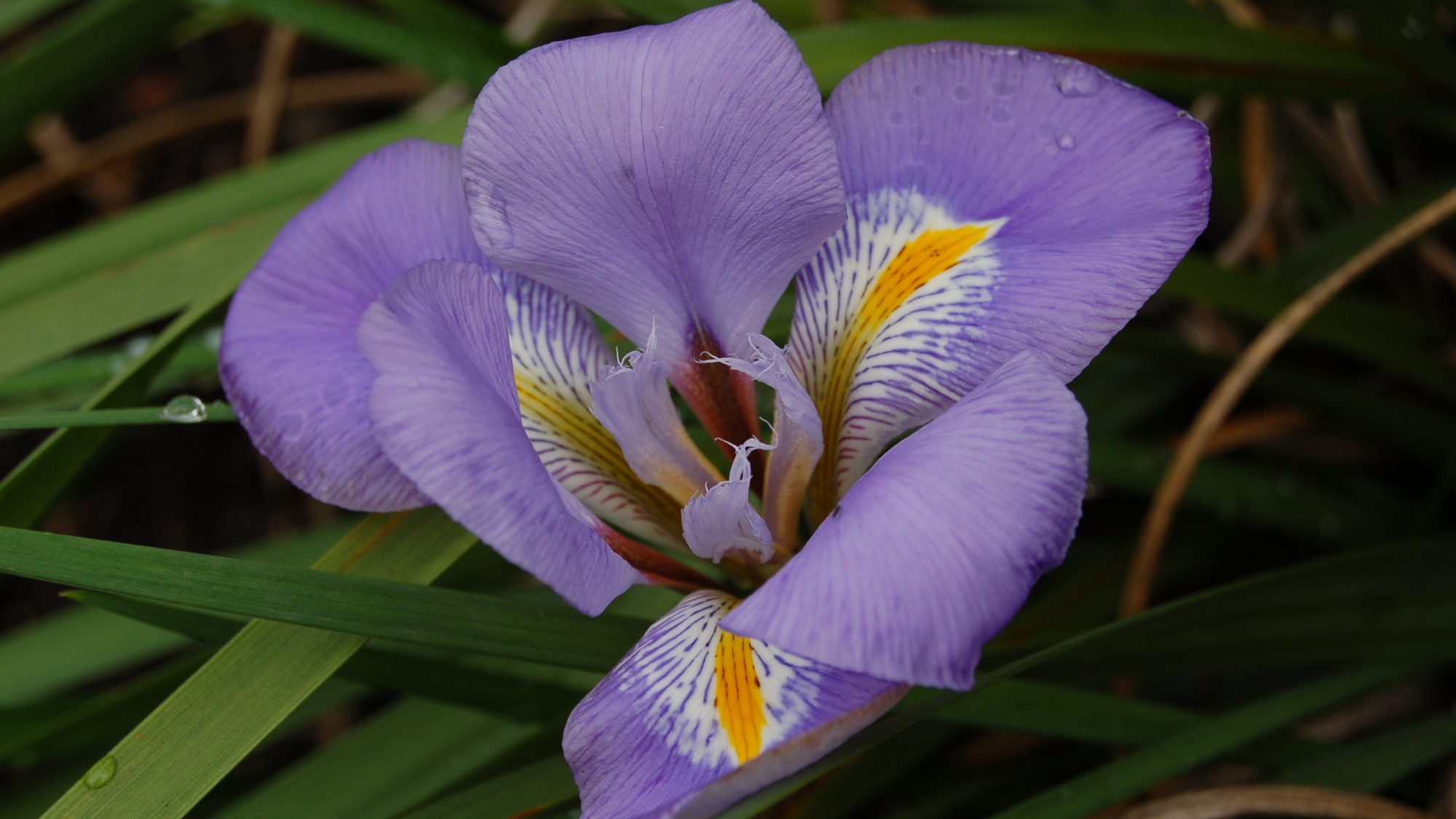 Mauve flower with yellow and white streak in the outer petals.