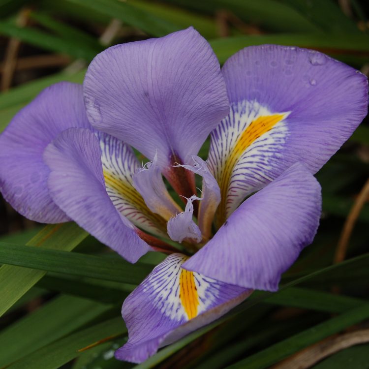 Iris unguicularis