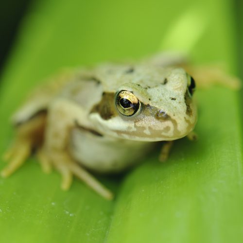 Museum of Zoology Bioblitz pages