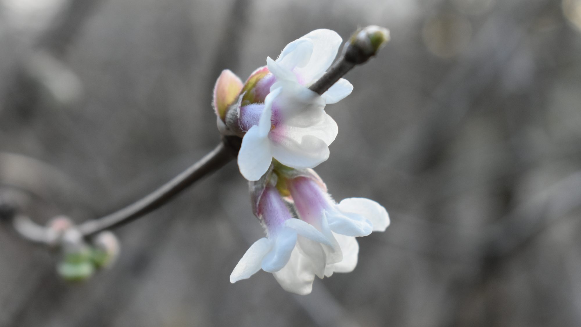 Lonicera setifera
