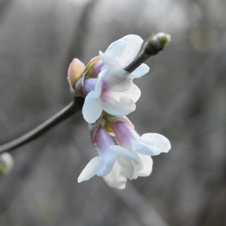 Lonicera setifera