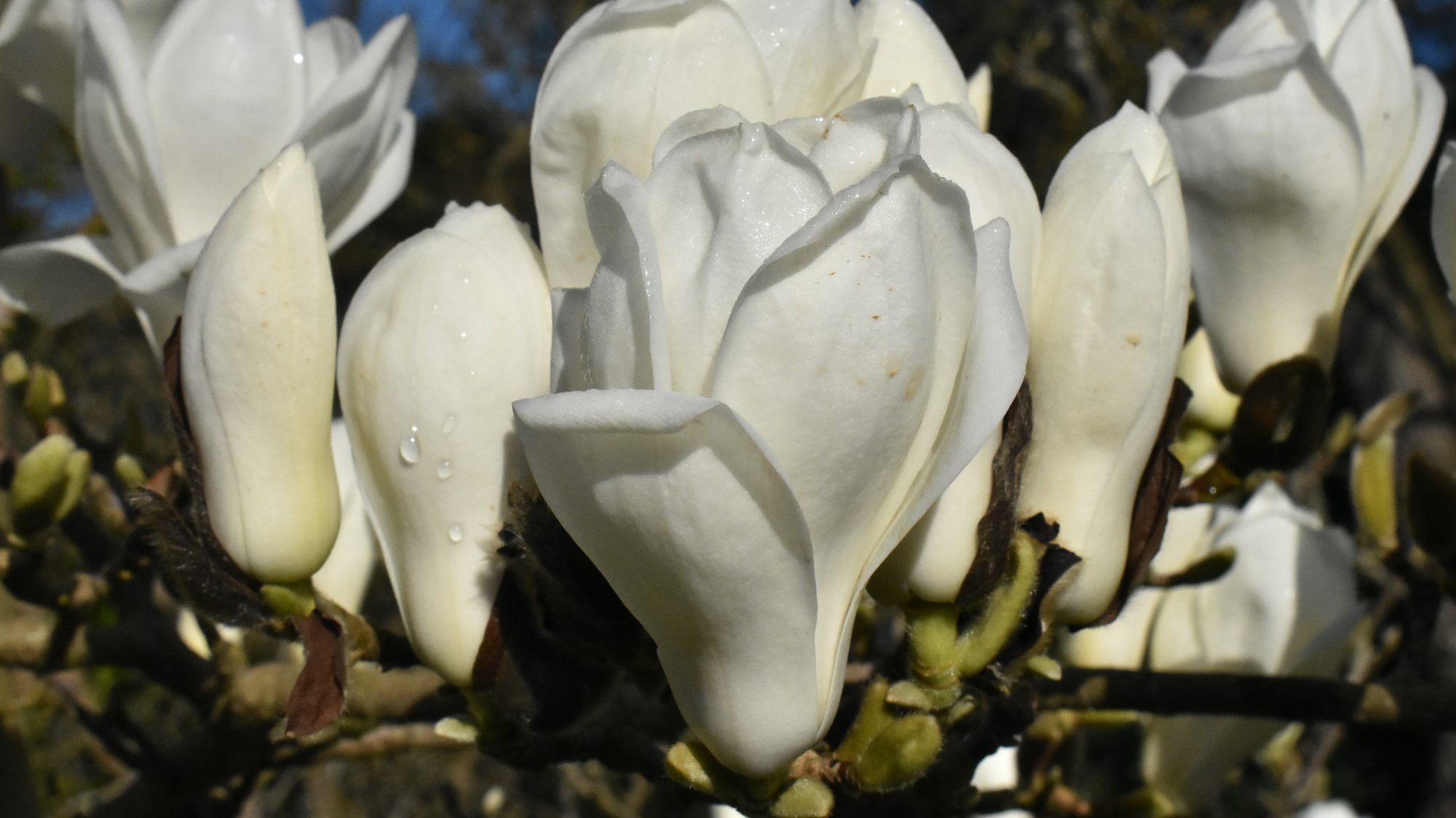 Magnolia denudata