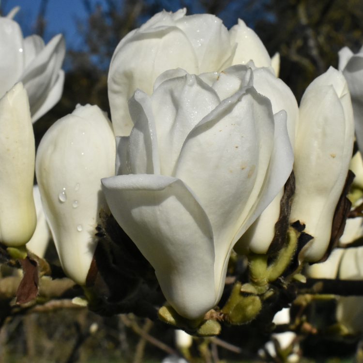 Magnolia denudata