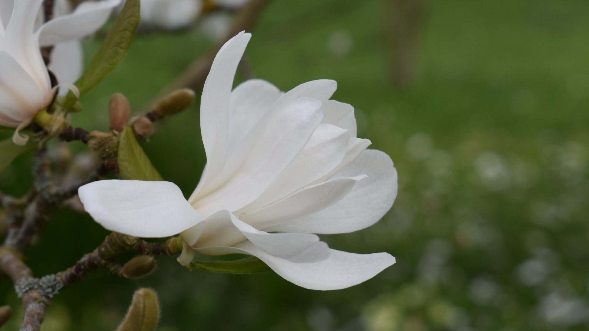 Magnolia x loebneri 'Merrill'