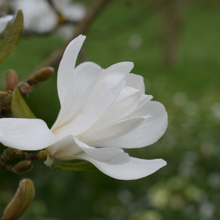 Magnolia x loebneri ‘Merrill’
