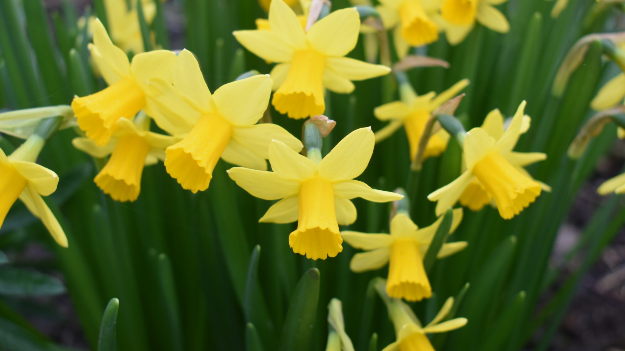 Narcissus 'Tete-a-Tete'