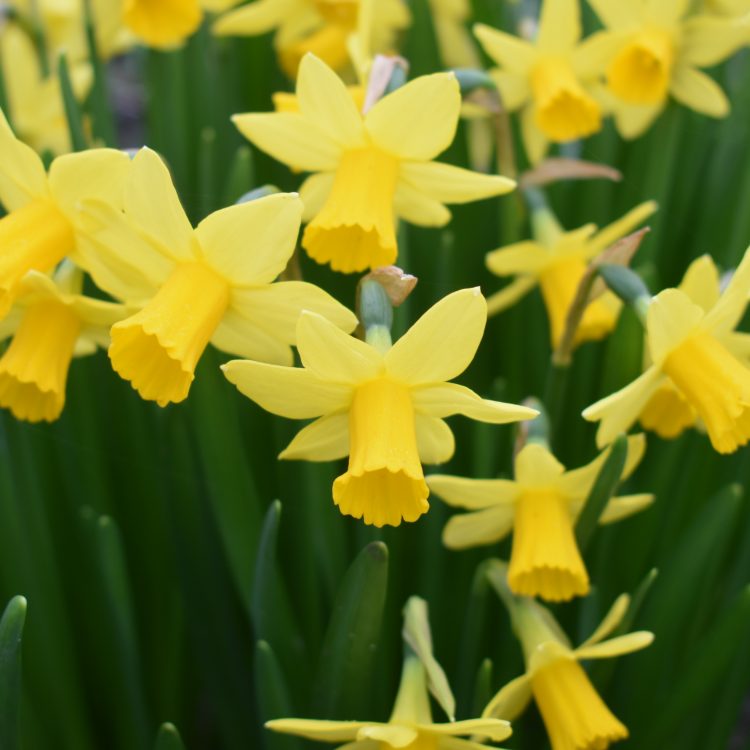 Narcissus ‘Tete-a-Tete’