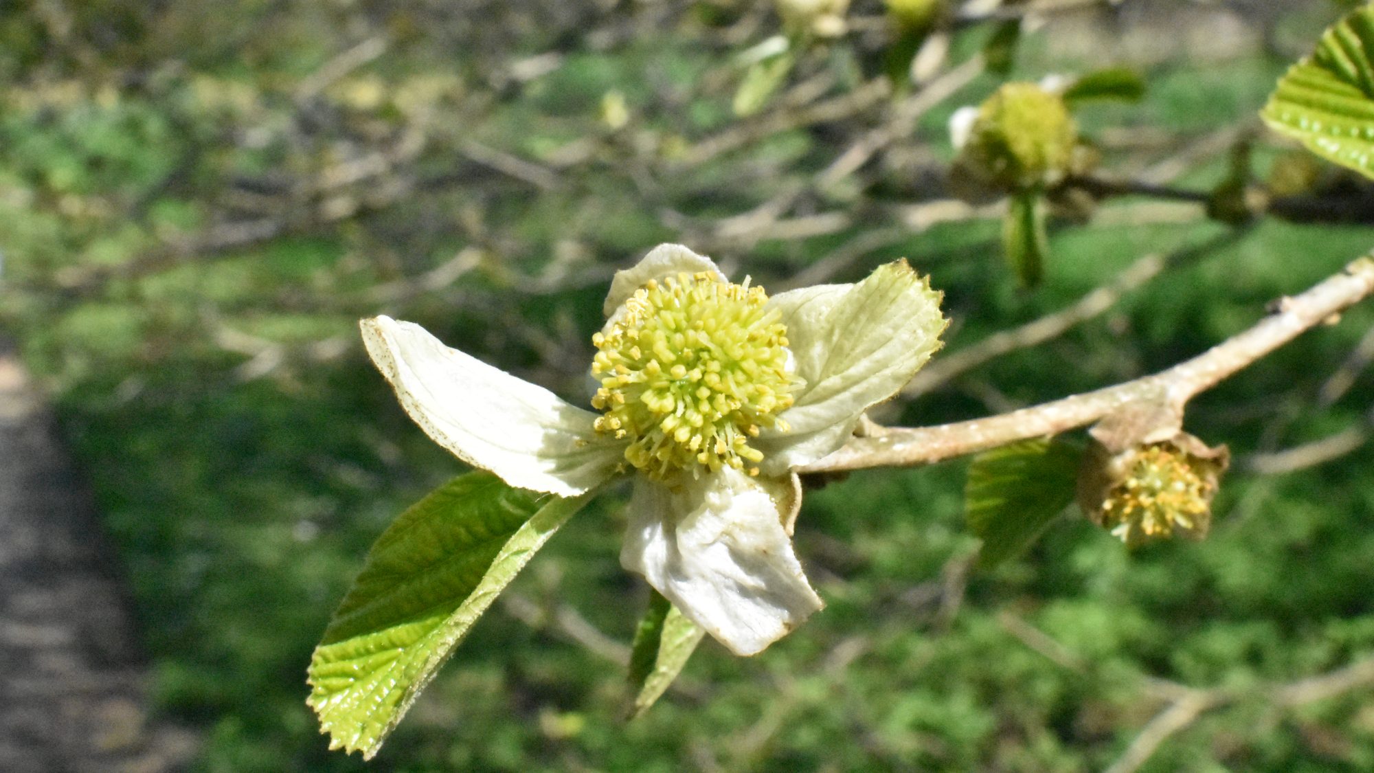 White petals with a pompom-like hub of yellow stamens.