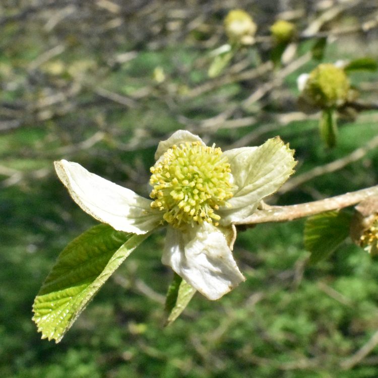 Parrotiopsis jacquemontiana