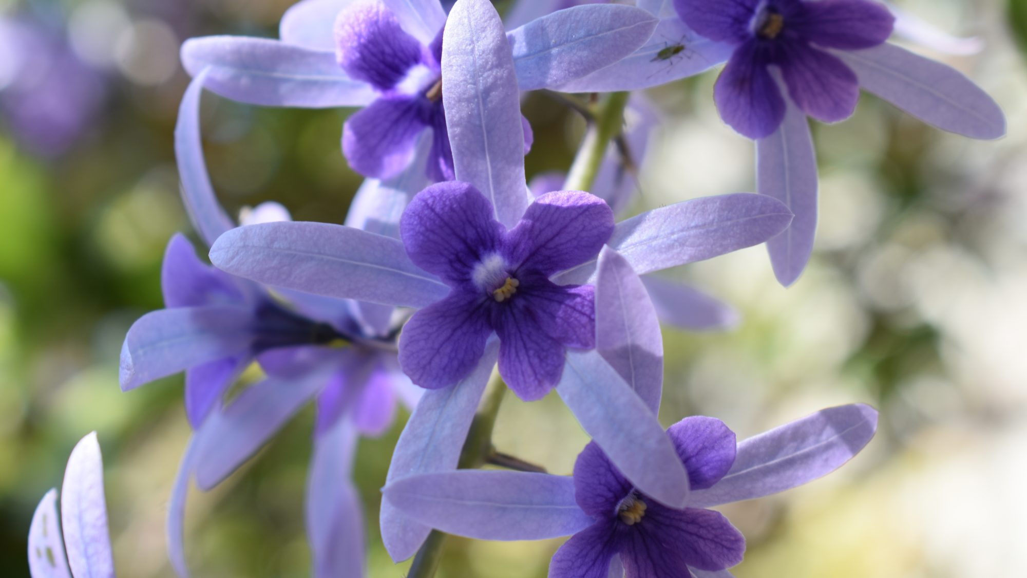 Star-shaped violet blooms.