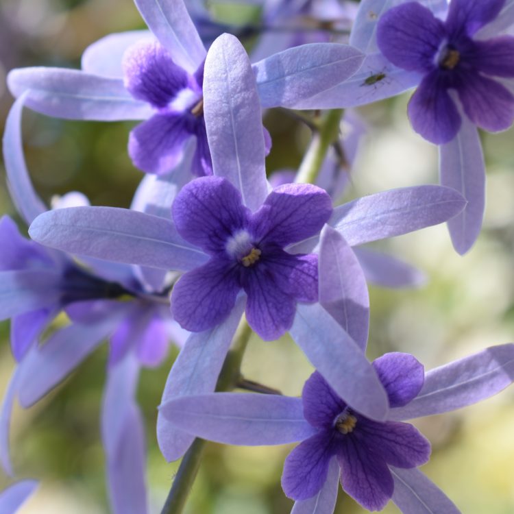 Petrea volubilis