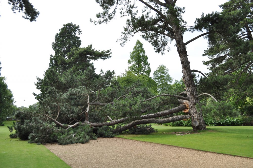 Large branch of pine tree fallen onto the main walk.