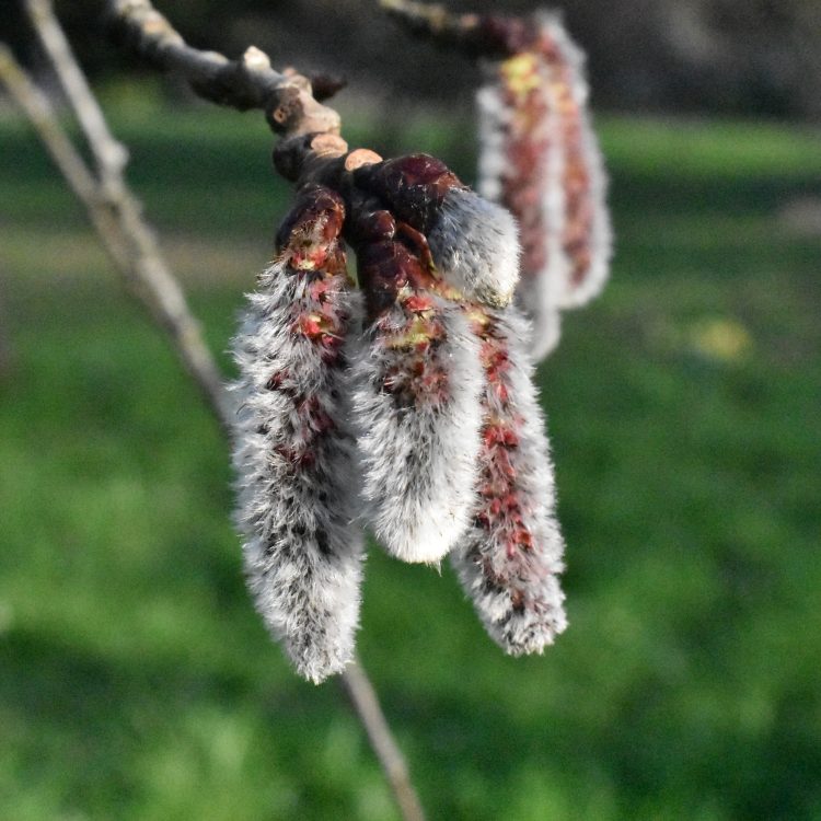 Populus tremula