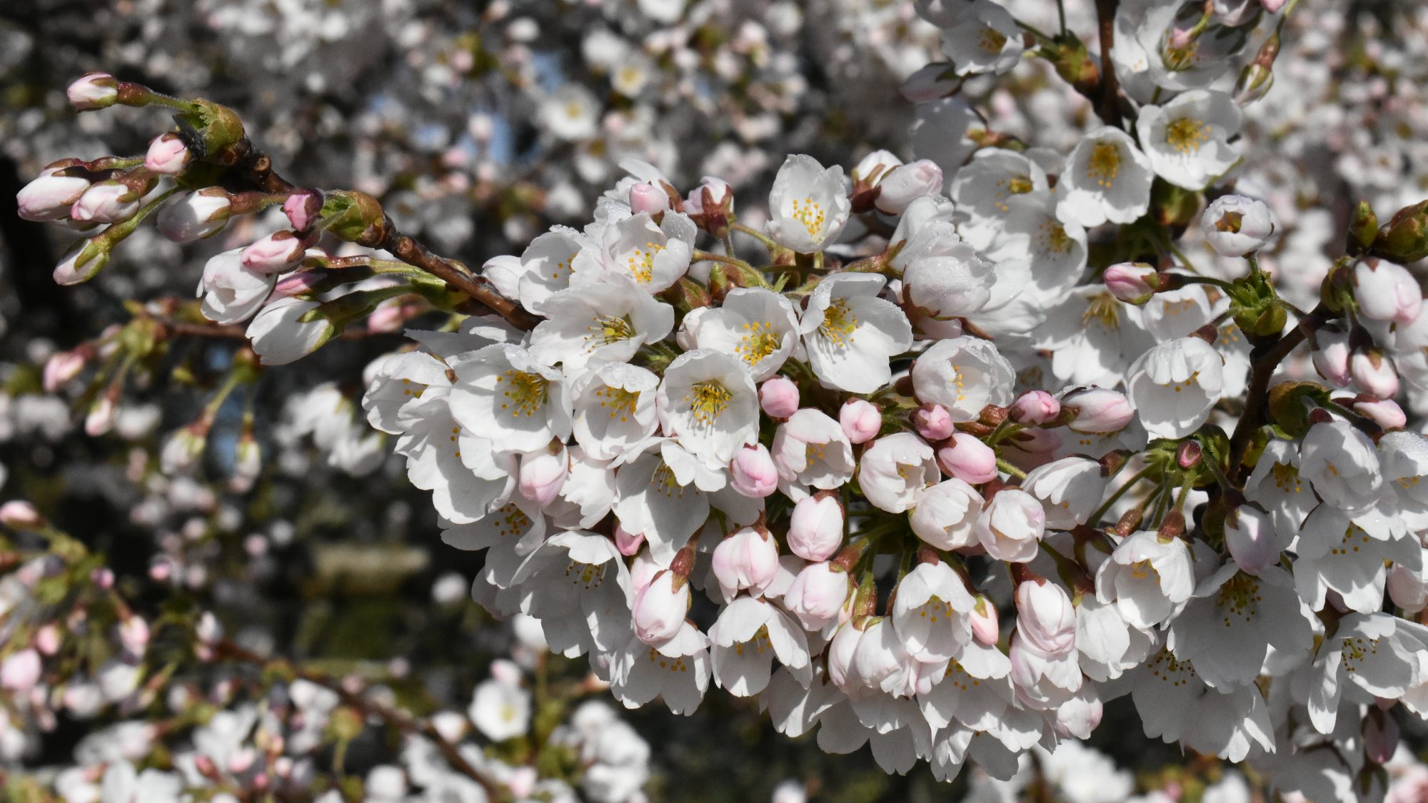 Dense clusters of white and pale pink cherry blossom.