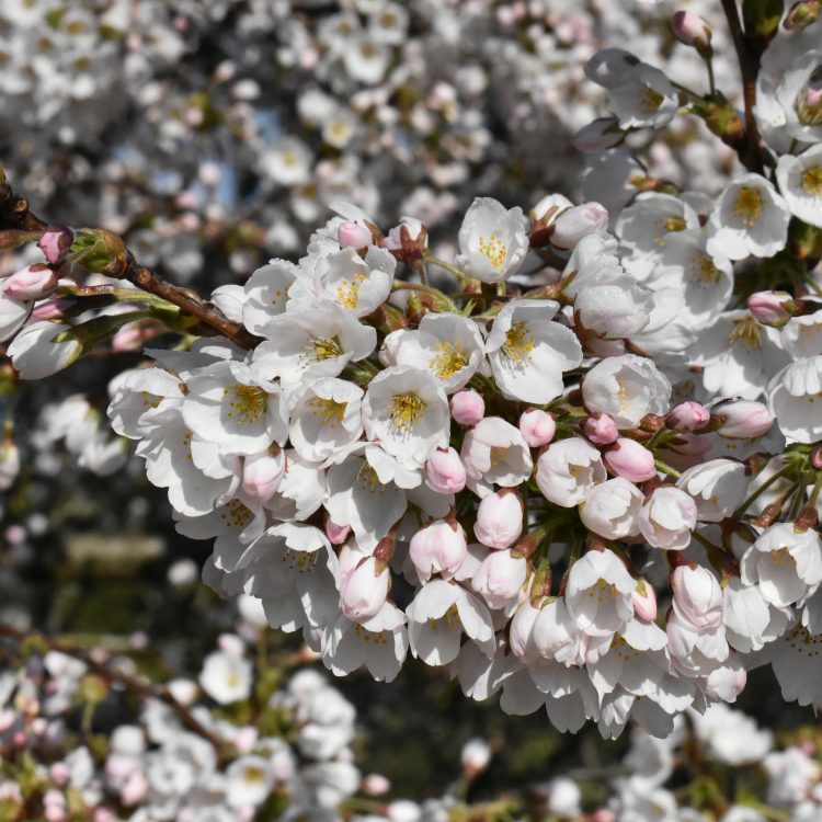 Prunus x yedoensis