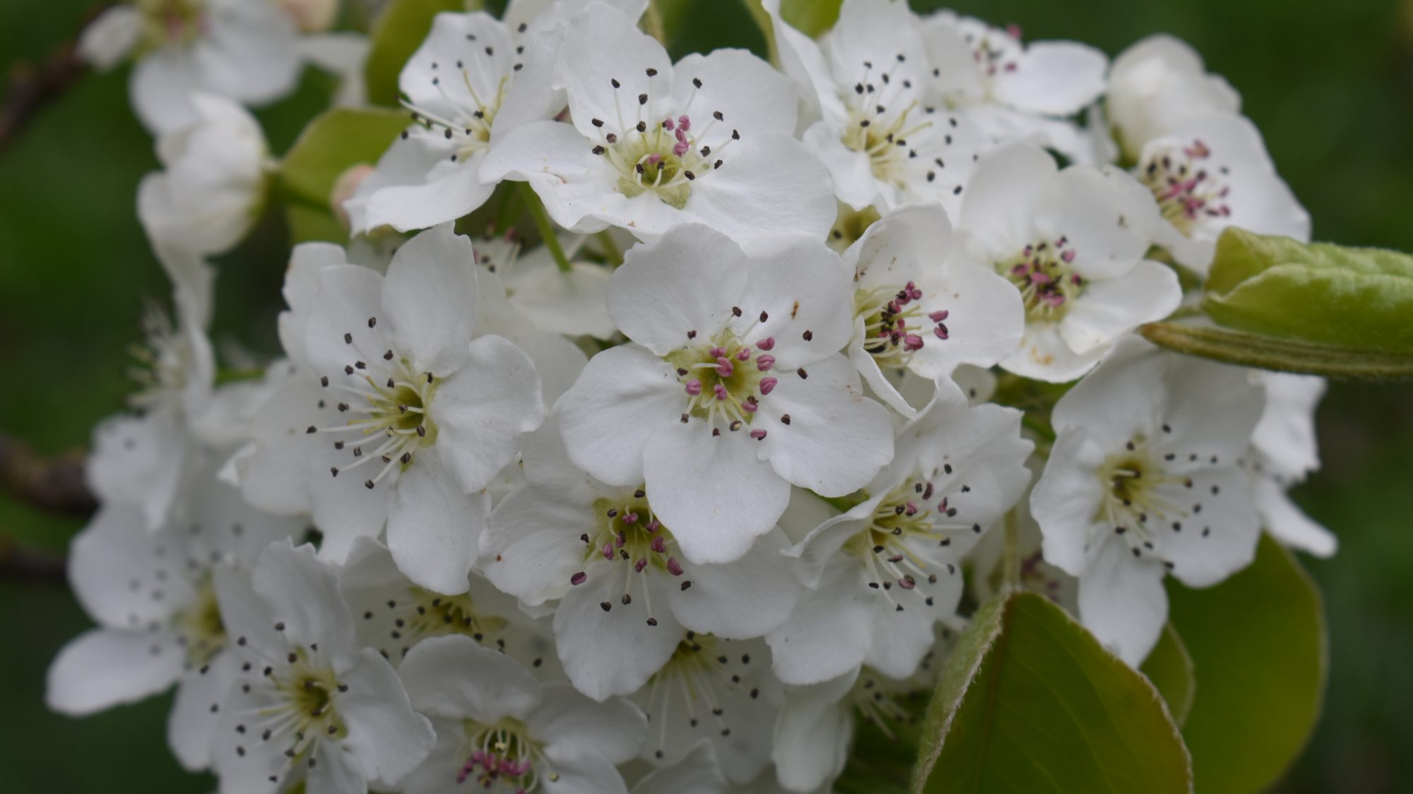 Small white blossoms growing in a clump.