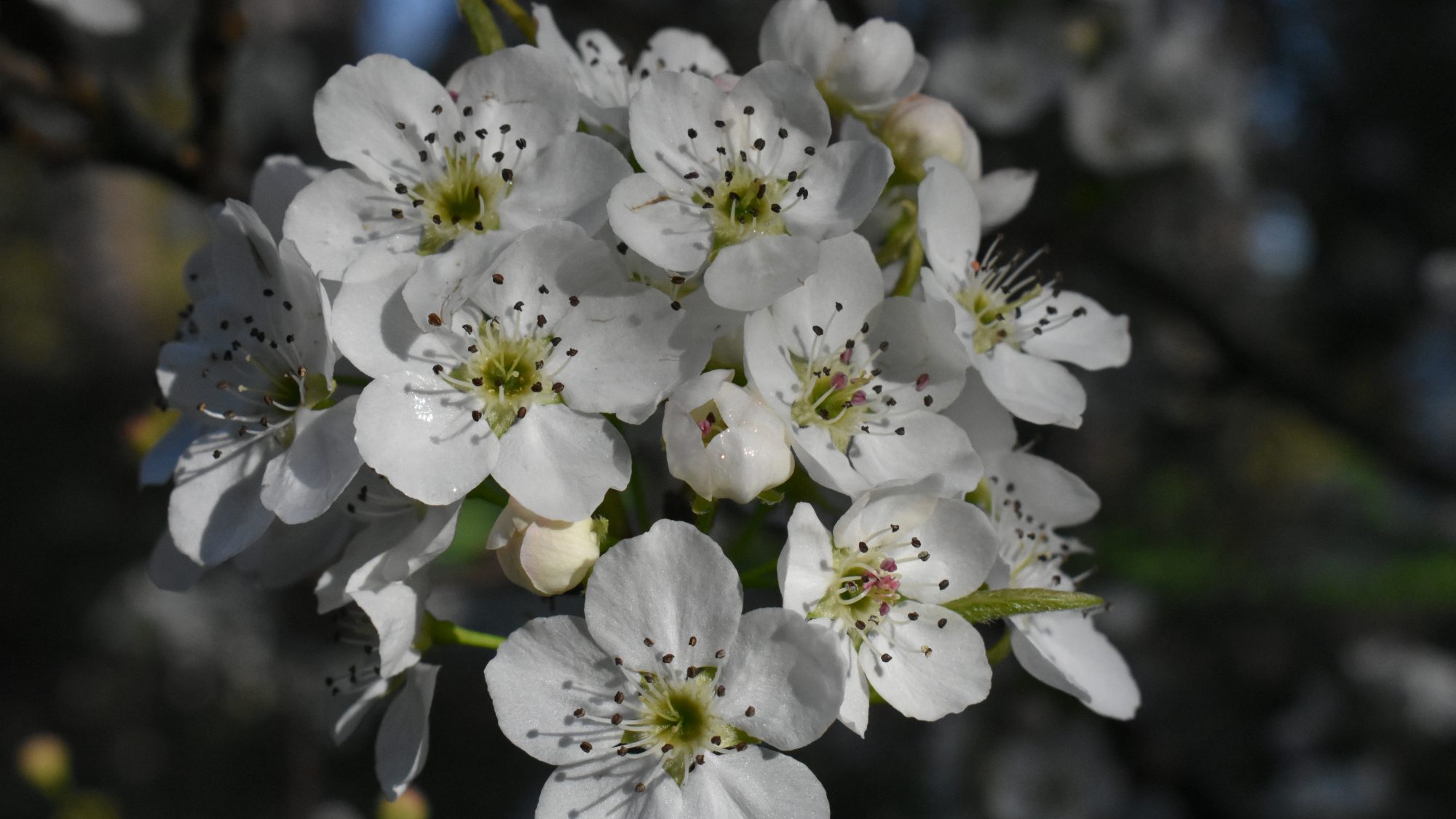 Pyrus pyrifolia