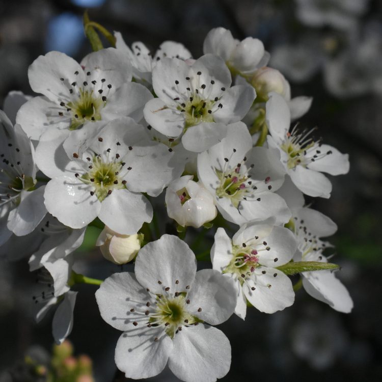Pyrus pyrifolia