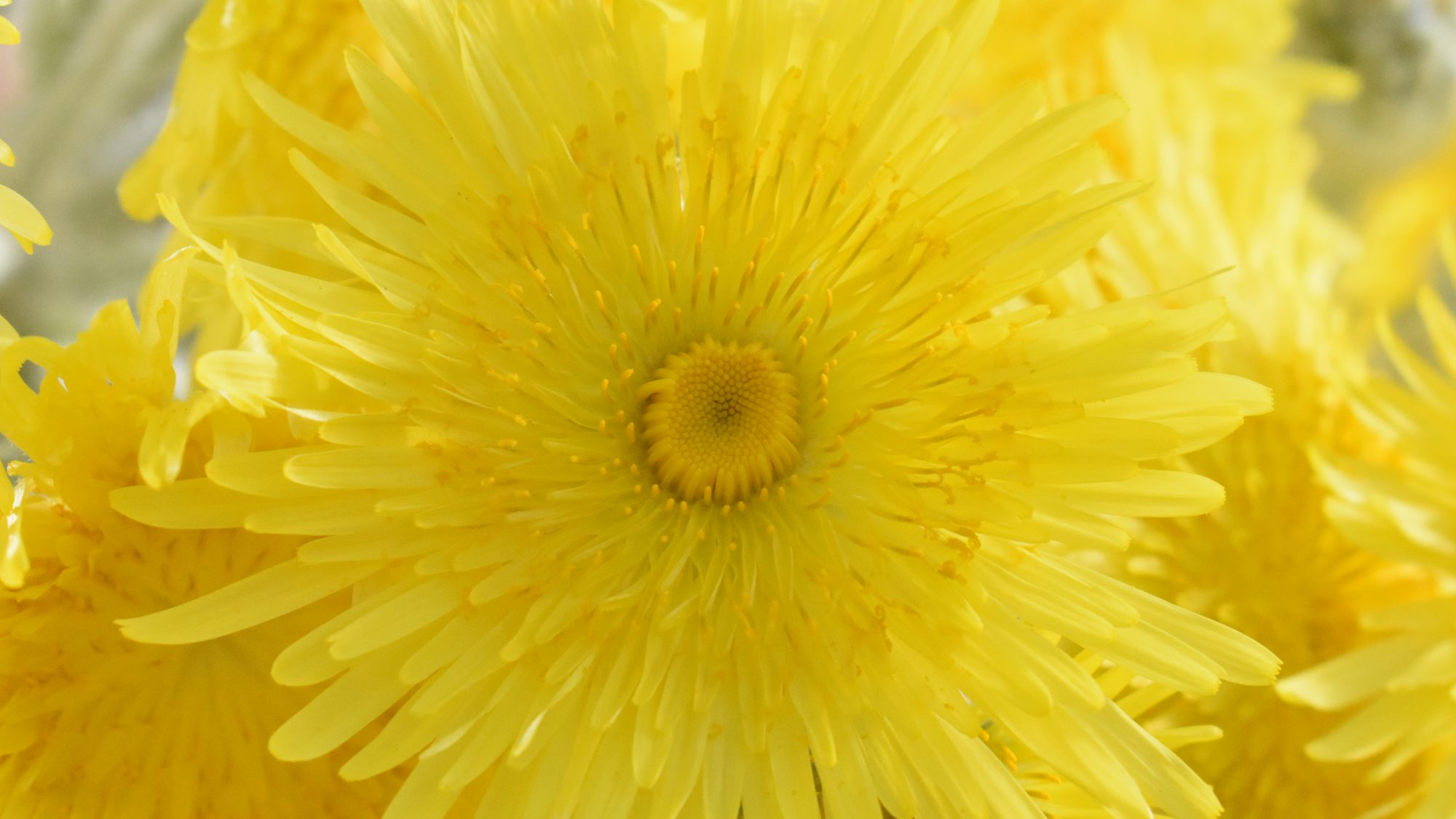 Sonchus acaulis