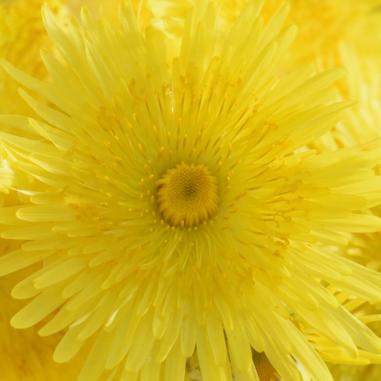 Sonchus acaulis