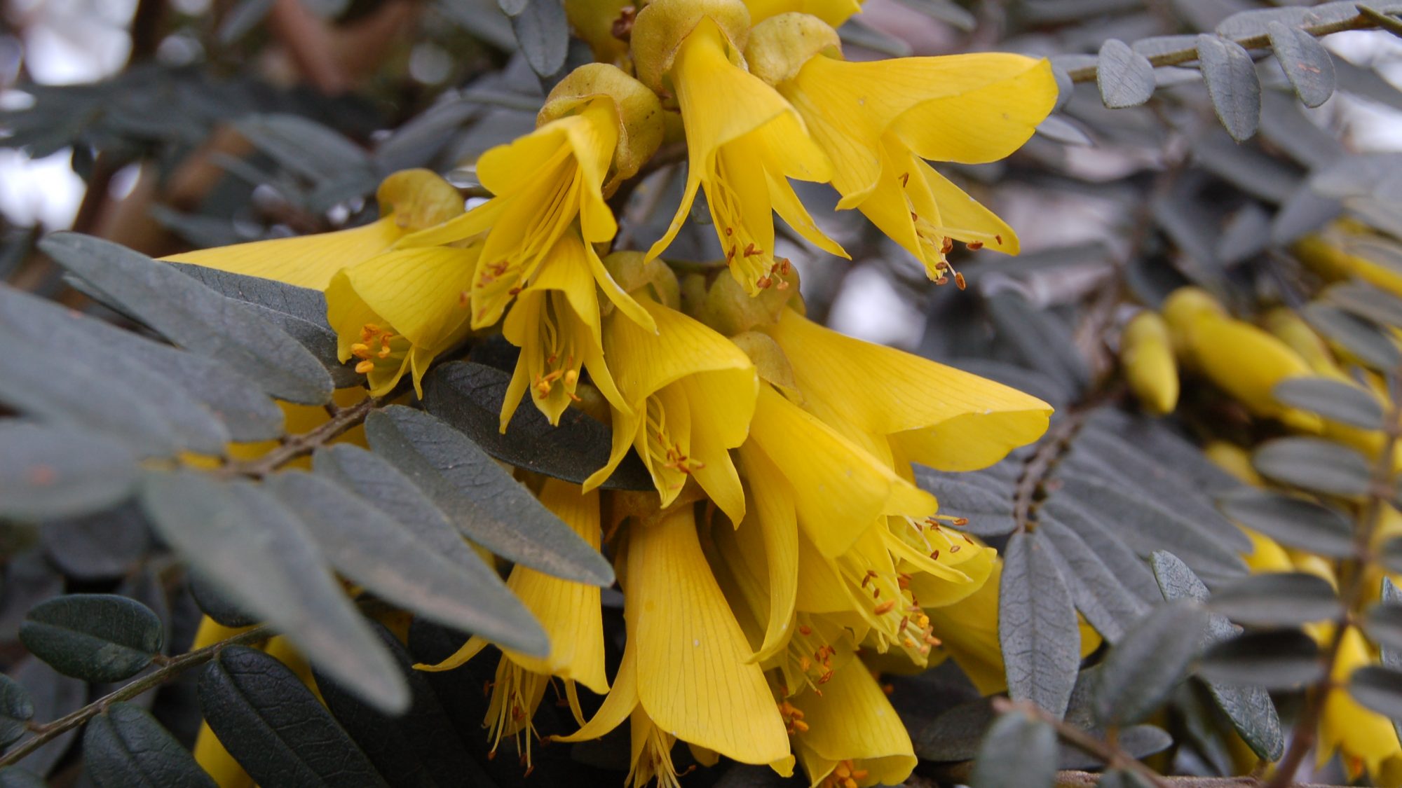 Sophora macrocarpa